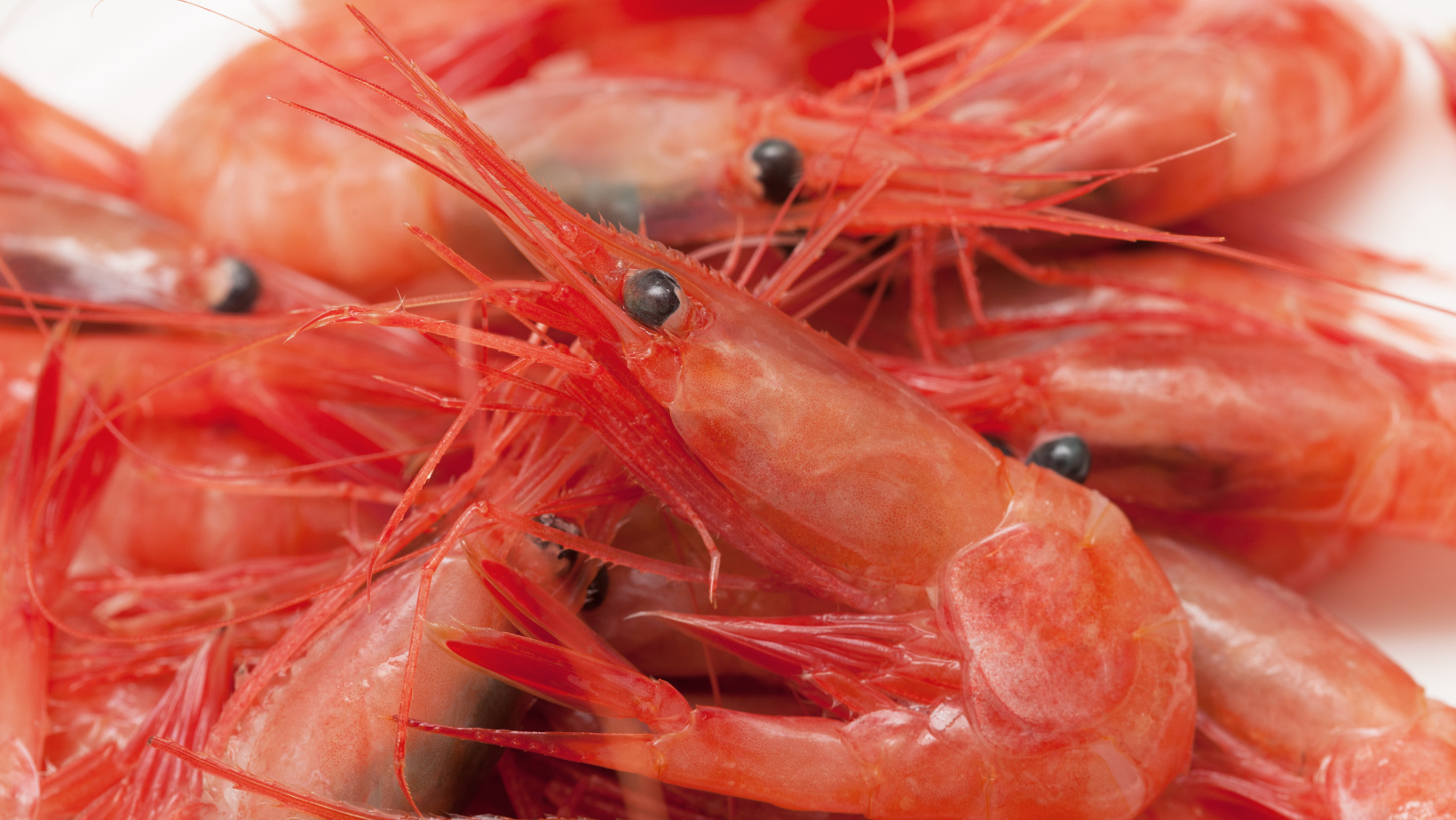 Vulnérabilité des populations de crevette nordique – constats et pistes de solutions